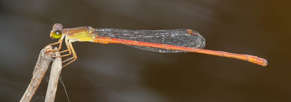 Ceriagrion aeruginosum male-227125.jpg